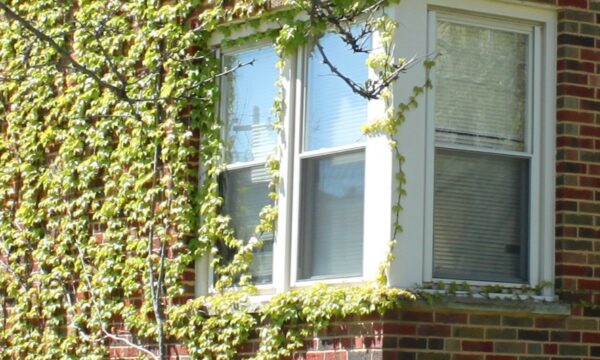 Corner of a building with red brick, white trim around the windows, and green vines growing.