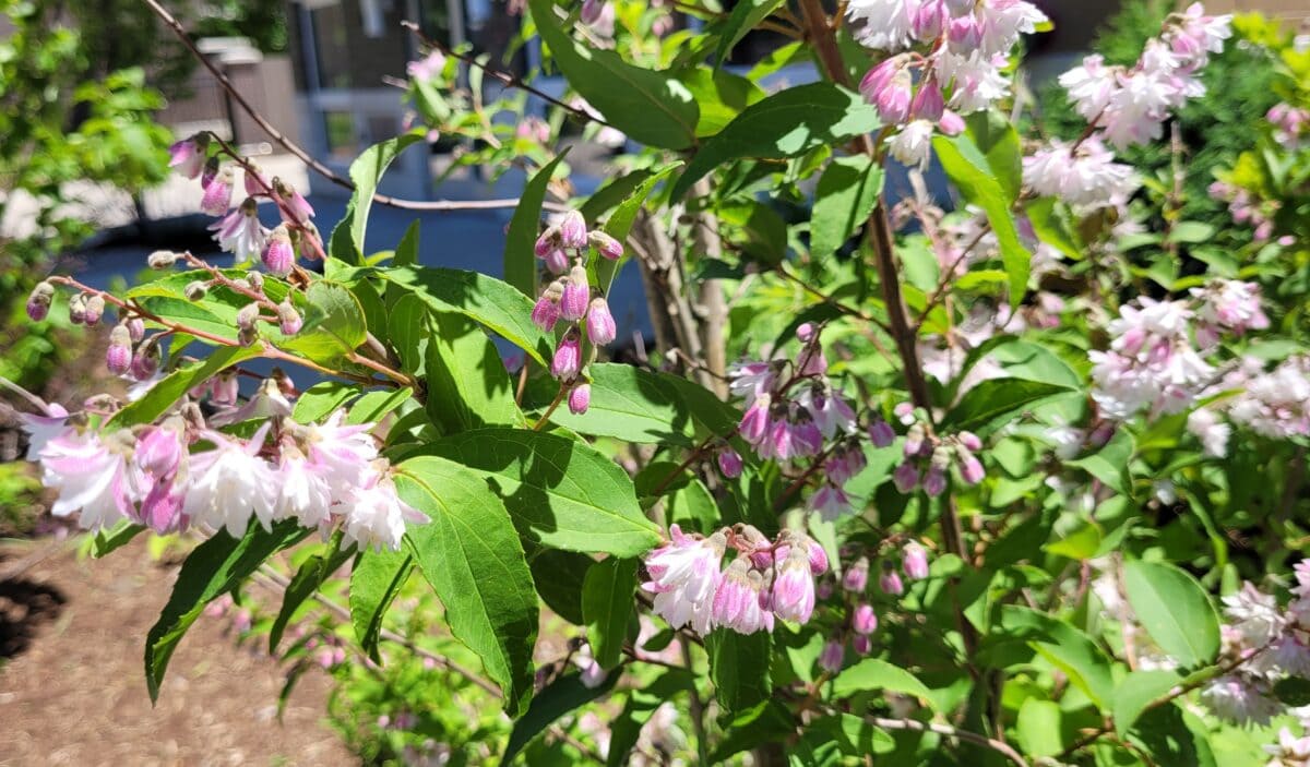 Light pink and white blooms on a green bush.